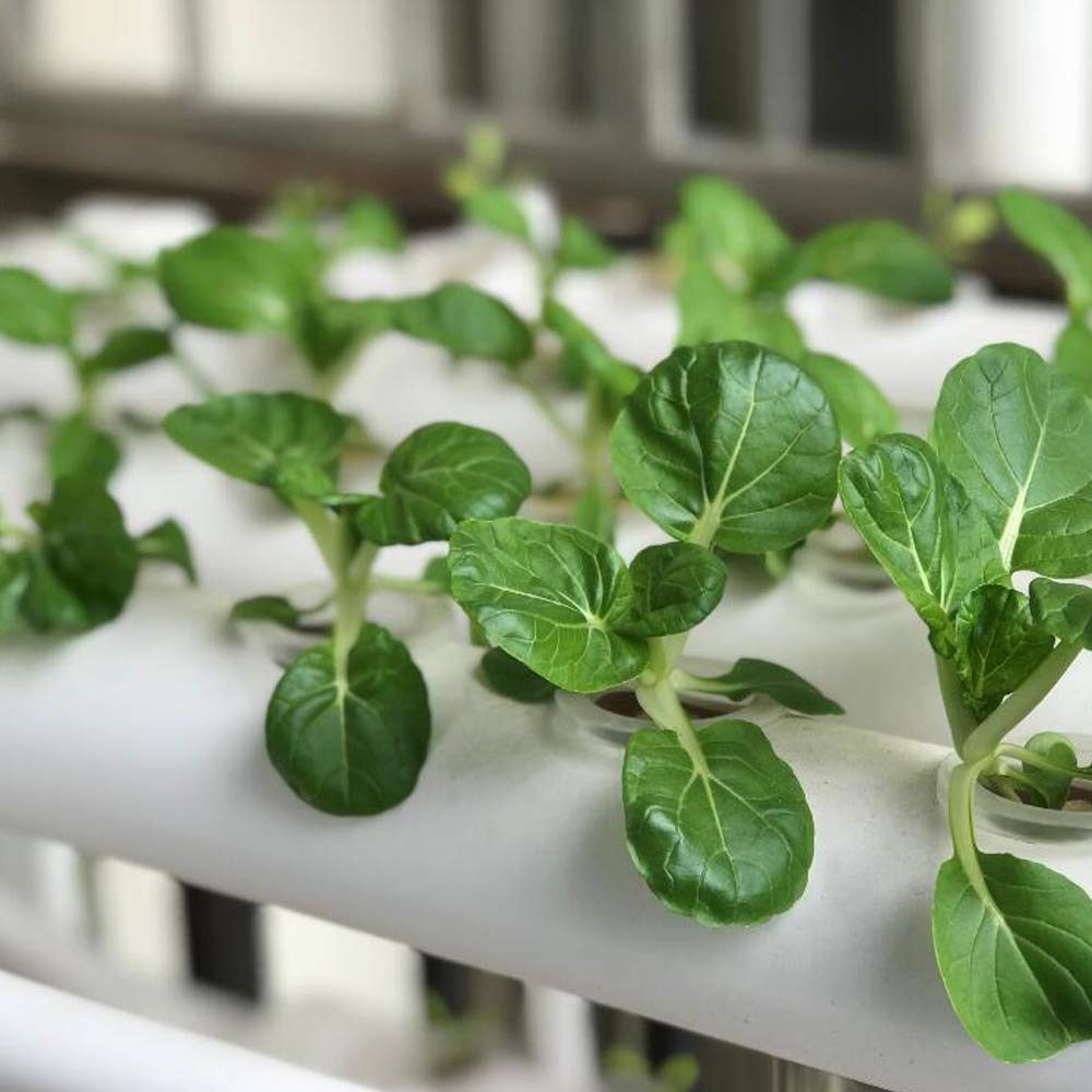 Hydroponics Growing System - High Yield Indoor Gardening Kit with Timer ...